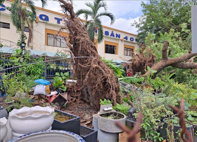 Cây xanh bị bật gốc do gió to trưa 28/6/2025 trên đường Lê Hồng Phong, quận Bình Thủy. Ảnh: Thanh Liêm - TTXVN