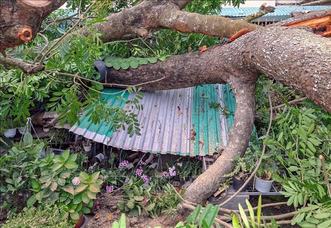 Cây xanh bật gốc đè trúng cửa hàng bán chậu kiểng trên đường Lê Hồng Phong, quận Bình Thủy, thành phố Cần Thơ. Ảnh: Thanh Liêm - TTXVN