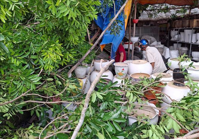 Cây xanh bật gốc đè trúng cửa hàng bán chậu kiểng trên đường Lê Hồng Phong, quận Bình Thủy. Ảnh: Thanh Liêm - TTXVN
