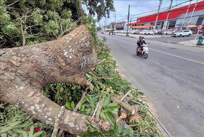 Cây xanh bật gốc được cắt tỉa, dọn đẹp để đảm bảo lưu thông cho người đi đường. Ảnh: Thanh Liêm - TTXVN