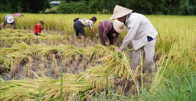 Nông dân thôn Bản Giềng (xã Dương Quang, thành phố Bắc Kạn) thu hoạch lúa Xuân. Ảnh: Nguyễn Công Hải - TTXVN