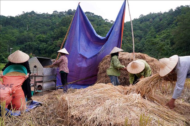 Hiện nay, nông dân nhiều địa phương trong tỉnh đã xuống đồng thu hoạch lúa Xuân. Ảnh: Nguyễn Công Hải - TTXVN