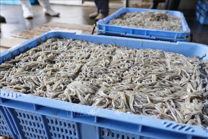 Hải sản đánh bắt được đưa về cảng Hayashizaki ở thành phố Akashi, tỉnh Hyogo (Nhật Bản). Ảnh: Kyodo/TTXVN