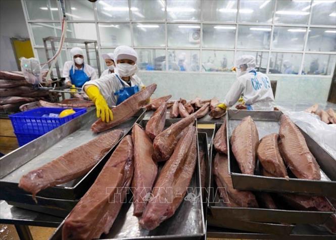 Xuất khẩu cá ngừ của Việt Nam sang Bồ Đào Nha trong năm 2024 đã có sự phát triển mạnh mẽ, thể hiện qua mức tăng trưởng ấn tương 353% so với năm 2023. Trong ảnh: Chế biến cá ngừ đại dương xuất khẩu của Công ty CP thủy sản Bình Định (BIDIFISCO). Ảnh: Vũ Sinh – TTXVN