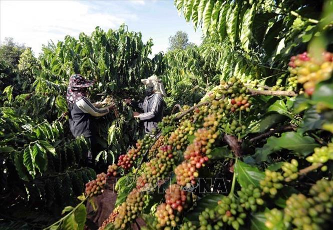 Các mặt hàng xuất khẩu chính của Việt Nam sang Bồ Đào Nha gồm: điện thoại, máy vi tính, sản phẩm điện tử và linh kiện, thủy sản, cà phê,... Trong ảnh: Thu hoạch cà phê ở xã Iapết, huyện Đắk Đoa (Gia Lai). Ảnh: Vũ Sinh - TTXVN