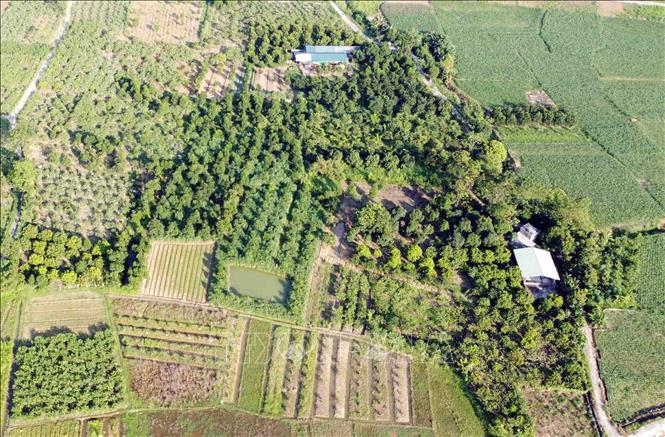 Guava cultivation areas in Don Nhan commune, Vinh Phuc province. VNA Photo: Hoàng Hùng
