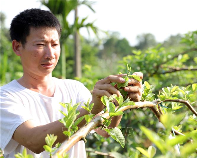Farmer Nguyen Van Loi in Don Nhan commune cares for his off-season guavas. VNA Photo: Hoàng Hùng
