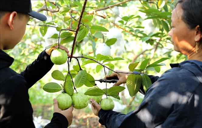 Farmers in Don Nhan harvest guavas. VNA Photo: Hoàng Hùng