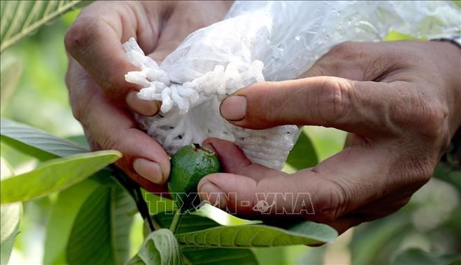 Covering young guava in plastic covers to prevent damage and reduce pesticide use. VNA Photo: Hoàng Hùng