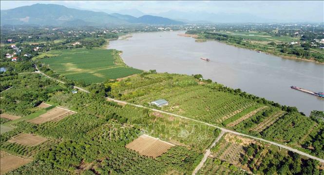 Guava cultivation areas in Don Nhan commune. VNA Photo: Hoàng Hùng