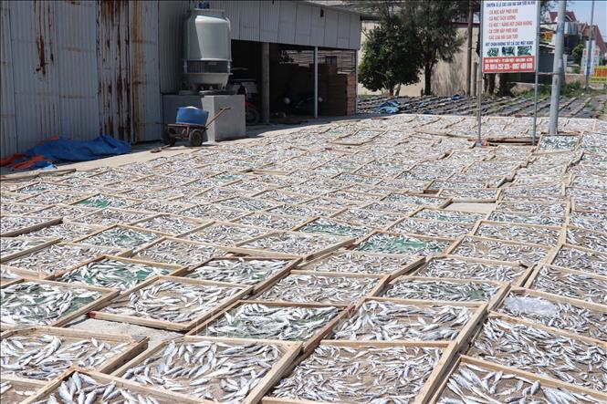 Cá nục được phơi dưới ánh nắng mặt trời. Ảnh: Thanh Thuỷ-TTXVN