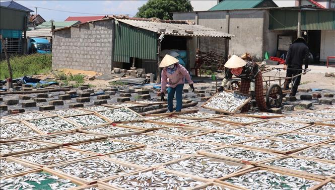 Người dân phơi cá nục dưới nắng sau khi hấp. Ảnh: Thanh Thuỷ-TTXVN