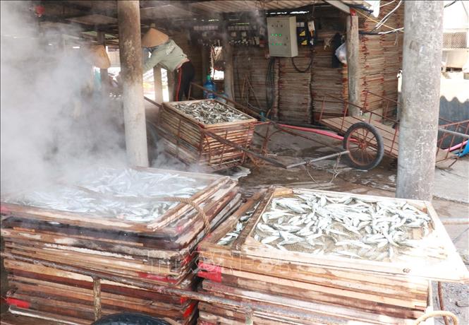 Sau khi hấp chín trong lò ở nhiệt độ cao, cá nục sẽ được đem đi phơi nắng. Ảnh: Thanh Thuỷ-TTXVN