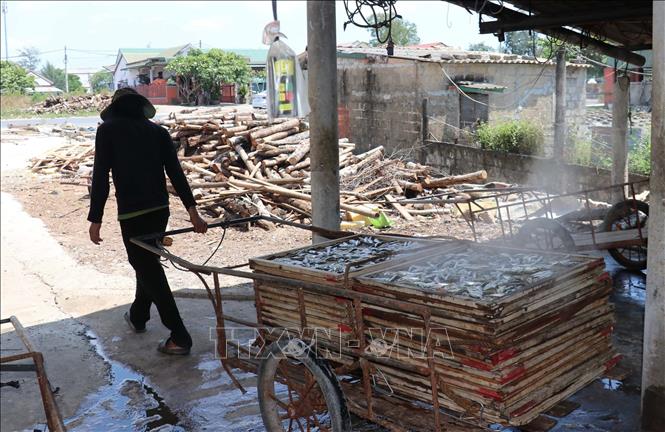 Sau khi hấp chín, cá nục được vận chuyển đến địa điểm phơi nắng. Ảnh: Thanh Thuỷ-TTXVN