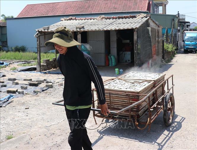 Sau khi hấp chín, cá nục được vận chuyển đến địa điểm phơi nắng. Ảnh: Thanh Thuỷ-TTXVN