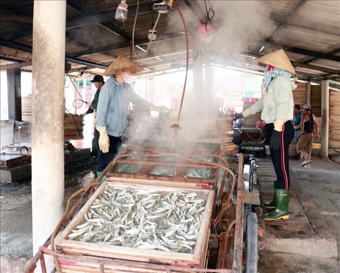  Cá nục sau khi được hấp chín trong lò ở nhiệt độ cao sẽ được đem đi phơi nắng. Ảnh: Thanh Thuỷ-TTXVN