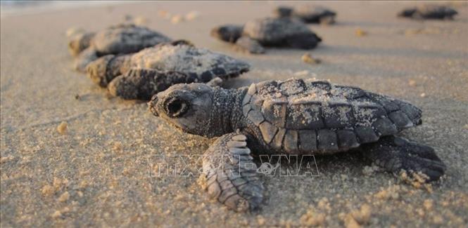 Những cá thể rùa non Kemp’s Ridley trên bãi biển Bagdad, bang Tamaulipas, miền Bắc Mexico. Ảnh: TTXVN phát