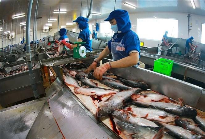 Thuỷ sản là một trong những mặt hàng xuất khẩu chủ lực có mức tăng trưởng cao trong 6 tháng đầu năm 2025. Ảnh: Vũ Sinh - TTXVN