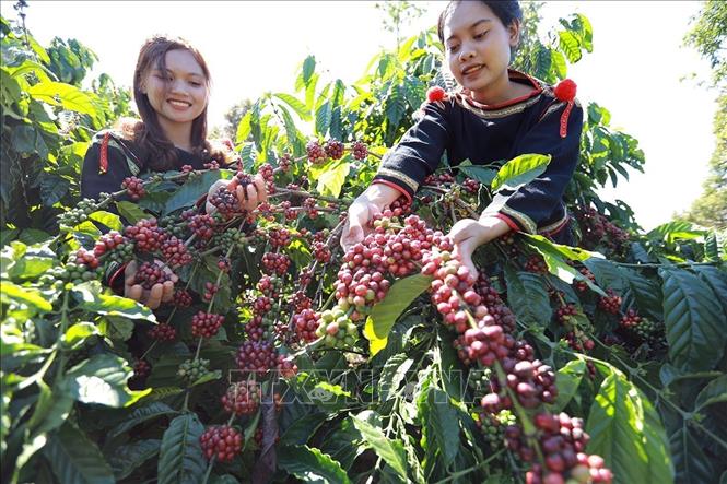 Cà phê là một trong những mặt hàng xuất khẩu chủ lực có mức tăng trưởng cao trong 6 tháng đầu năm 2025. Ảnh: Vũ Sinh - TTXVN