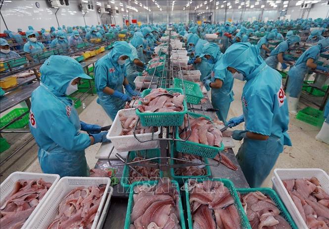 Thuỷ sản là một trong những mặt hàng xuất khẩu chủ lực có mức tăng trưởng cao trong 6 tháng đầu năm 2025. Ảnh: Vũ Sinh - TTXVN