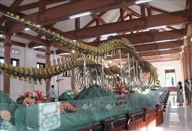 Hai bộ xương cá Ông ở Lý Sơn có niên đại từ 250 - 300 năm Ảnh: Phạm Cường-TTXVN