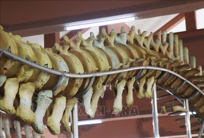 Các đốt xương sống của cá ông được phục dựng. Ảnh: Phạm Cường-TTXVN