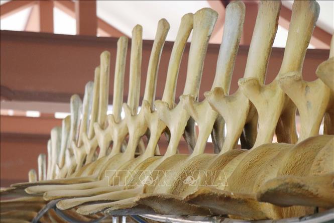 Các đốt xương sống của cá ông được phục dựng. Ảnh: Phạm Cường-TTXVN