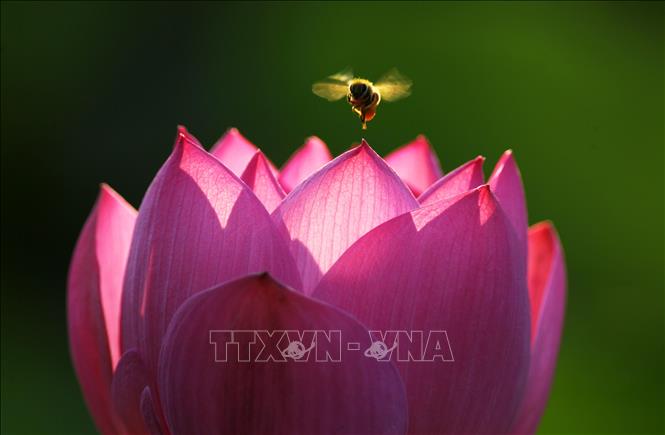 Hoa sen nở rộ ở nhiều địa phương của Trung Quốc, thu hút du khách tới chiêm ngưỡng và thưởng thức bầu không khí dịu mát hương sen. Trong ảnh: Hoa sen tại Hứa Xương, tỉnh Hà Nam, Trung Quốc, ngày 27/6/2025. Ảnh: THX/TTXVN