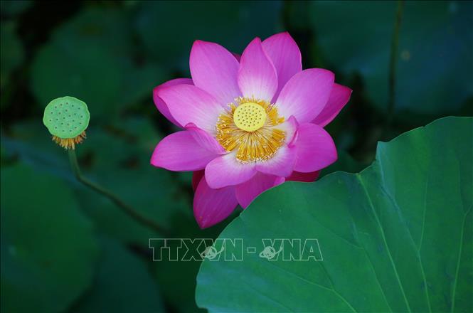 Hoa sen nở rộ ở nhiều địa phương của Trung Quốc, thu hút du khách tới chiêm ngưỡng và thưởng thức bầu không khí dịu mát hương sen. Trong ảnh: Hoa sen tại Đằng Châu, tỉnh Sơn Đông, Trung Quốc. Ảnh: THX/TTXVN
