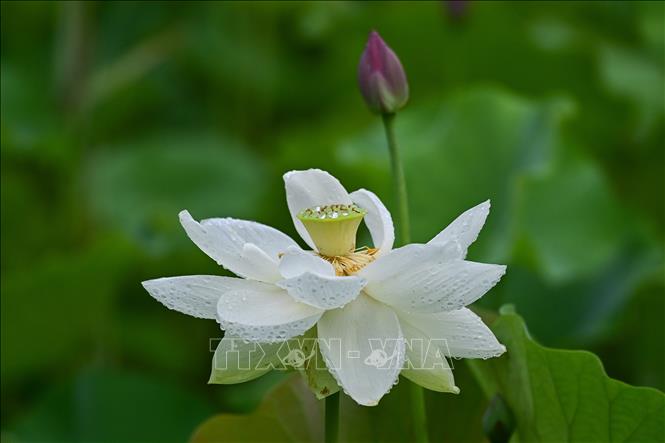 Hoa sen nở rộ ở nhiều địa phương của Trung Quốc, thu hút du khách tới chiêm ngưỡng và thưởng thức bầu không khí dịu mát hương sen. Trong ảnh: Hoa sen sau cơn mưa tại Thanh Châu, tỉnh Sơn Đông, Trung Quốc. Ảnh: THX/TTXVN