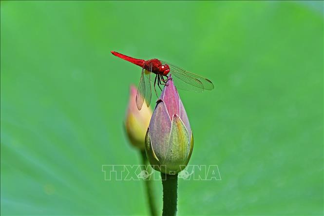 Hoa sen nở rộ ở nhiều địa phương của Trung Quốc, thu hút du khách tới chiêm ngưỡng và thưởng thức bầu không khí dịu mát hương sen. Trong ảnh: Hoa sen tại Yên Đài, tỉnh Sơn Đông, Trung Quốc. Ảnh: THX/TTXVN
