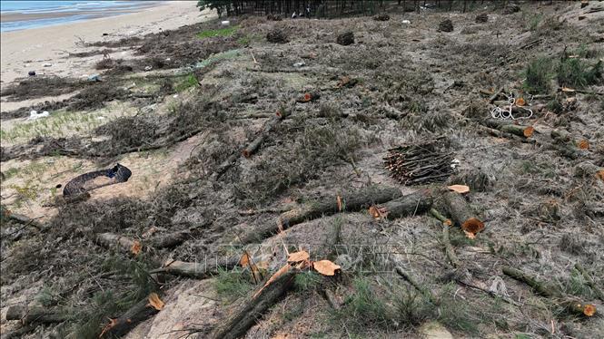 Khu vực trồng cây phi lao trên đất rừng phòng hộ bị người dân khai thác ồ ạt. Ảnh: Hữu Quyết - TTXVN