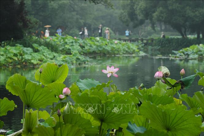 Hoa sen nở rộ ở nhiều địa phương của Trung Quốc, thu hút du khách tới chiêm ngưỡng và thưởng thức bầu không khí dịu mát hương sen. Trong ảnh: Hoa sen khoe sắc tại Tây Hồ, Hàng Châu, tỉnh Chiết Giang, Trung Quốc. Ảnh: THX/TTXVN