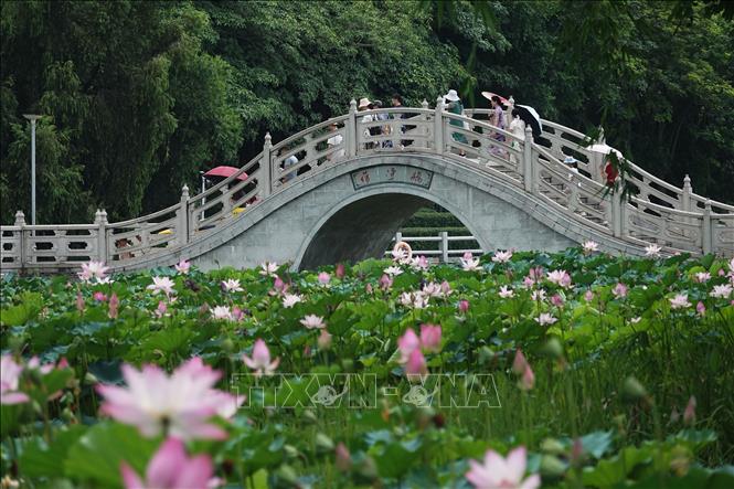 Hoa sen nở rộ ở nhiều địa phương của Trung Quốc, thu hút du khách tới chiêm ngưỡng và thưởng thức bầu không khí dịu mát hương sen. Trong ảnh: Hoa sen khoe sắc tại Nam Ninh, Khu tự trị dân tộc Choang Quảng Tây, Trung Quốc. Ảnh: THX/TTXVN