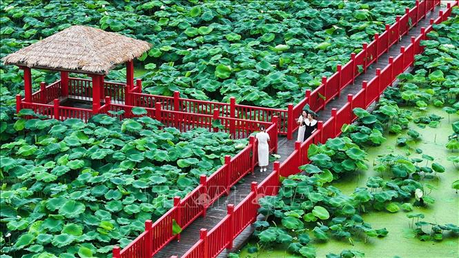 Hoa sen nở rộ ở nhiều địa phương của Trung Quốc, thu hút du khách tới chiêm ngưỡng và thưởng thức bầu không khí dịu mát hương sen. Trong ảnh: Du khách chiêm ngưỡng vẻ đẹp hoa sen ở tỉnh Giang Tô, Trung Quốc. Ảnh: THX/TTXVN