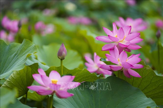 Hoa sen nở rộ ở nhiều địa phương của Trung Quốc, thu hút du khách tới chiêm ngưỡng và thưởng thức bầu không khí dịu mát hương sen. Trong ảnh: Hoa sen khoe sắc tại Tuân Hóa, tỉnh Hà Bắc, Trung Quốc. Ảnh: THX/TTXVN