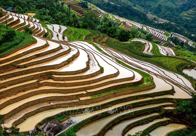 Mùa nước đổ ruộng bậc thang Khuổi My uốn lượn như tranh vẽ trên sườn núi Tây Côn Lĩnh. Ảnh: Đức Huỳnh/TTXVN phát