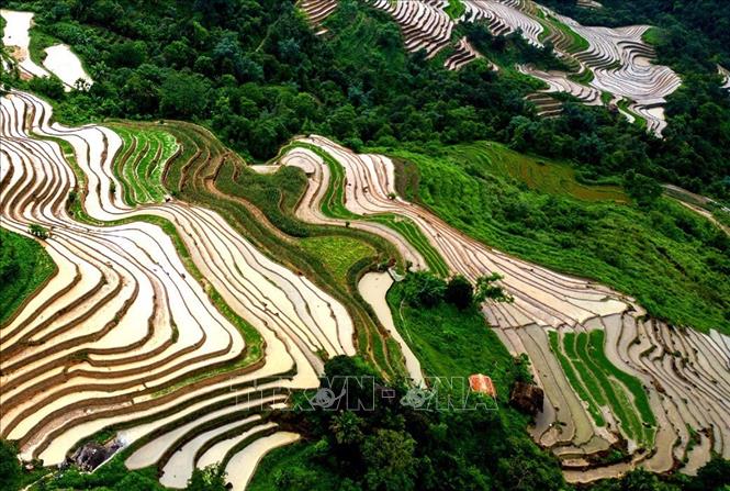 Mùa nước đổ ruộng bậc thang Khuổi My uốn lượn như tranh vẽ trên sườn núi Tây Côn Lĩnh. Ảnh: Đức Huỳnh/TTXVN phát
