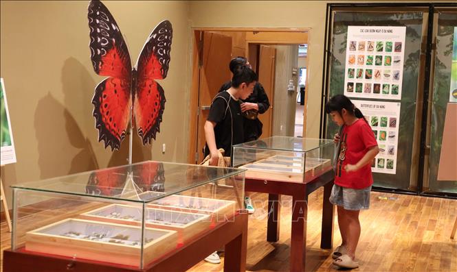 Bảo tàng Đà Nẵng còn có những không gian mở dành cho các triển lãm đương đại, như Triển lãm đa dạng sắc màu côn trùng Việt Nam đang diễn ra. Ảnh: Kha Phạm – TTXVN