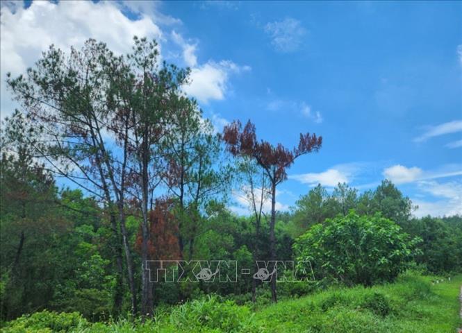 Phần lớn cây thông chết nằm gần mặt đường Minh Mạng, phường Thuỷ Xuân. Ảnh: Mai Trang - TTXVN 
