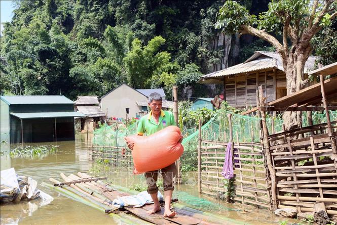 Ông Tòng Văn Mẳn, bản Phiêng Nghè vận chuyển thóc đến nơi an toàn. Ảnh: Quang Quyết - TTXVN