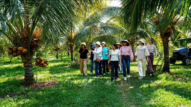 Du khách trải nghiệm du lịch vườn tại Tây Ninh và khám phá không gian nông nghiệp xanh, gần gũi thiên nhiên. Ảnh: Giang Phương - TTXVN.