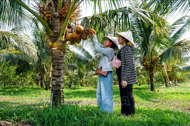 Du khách thích thú trải nghiệm hái dừa tại khu du lịch cộng đồng ở Tây Ninh, tận hưởng không khí trong lành và nét bình dị của vùng quê. Ảnh: Giang Phương - TTXVN
