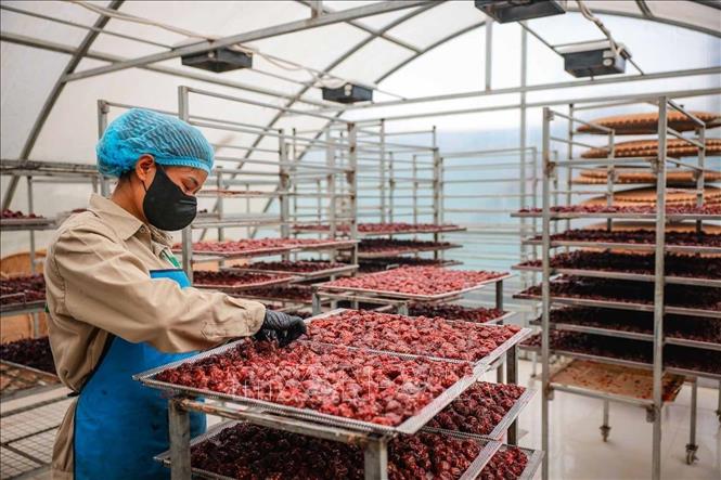 After being sautéd, the plums are dried for 48 hours. VNA Photo: Hoàng Hiếu