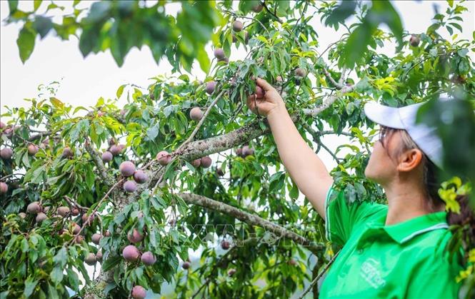 Tam Hoa Bac Ha plum, also known as com (rice) plum, is a renowned specialty fruit from the highlands of Lao Cai, distinguished by their sweet, crisp flavor and rich aroma. VNA Photo: Hoàng Hiếu