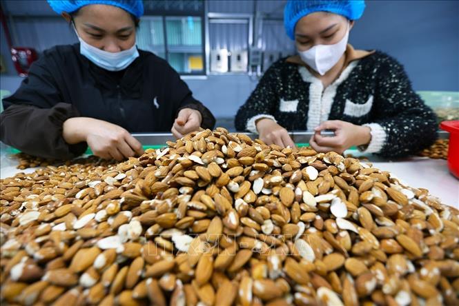 Phân loại, chế biến hạt hạnh nhân xuất khẩu ở nhà máy của Công Ty TNHH Gold Tree Food Việt Nam (100% vốn Trung Quốc), khu công nghiệp Tứ Hạ, thành phố Huế. Ảnh: Vũ Sinh - TTXVN