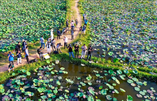Du khách đến tham quan, check-in tại đầm sen Trà Lý. Ảnh: Trần Lê Lâm - TTXVN 
