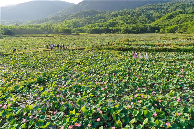 Đầm sen Trà Lý vào mùa hoa nở rộ  Ảnh: Trần Lê Lâm - TTXVN 
