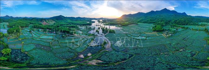 Bình minh trên đầm sen Trà Lý. Ảnh: Trần Lê Lâm - TTXVN 