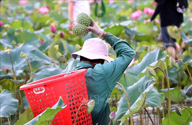 Người dân Trà Lý thu hoạch sen để làm hạt sen khô, trà tâm sen. Ảnh: Trần Lê Lâm - TTXVN 
